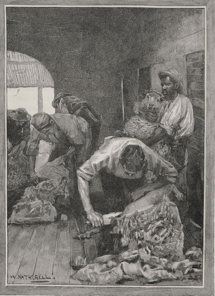Shearing. Sheep farming. Australia 1890 old antique vintage print picture